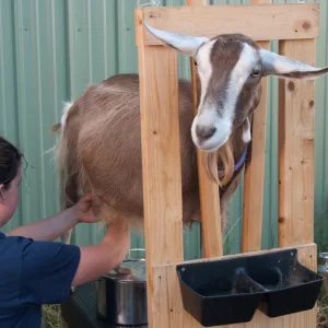 Une femme trait une chèvre installée dans une stalle en bois, à l’extérieur, devant un bâtiment agricole.