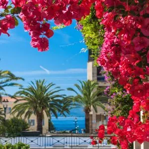 Bougainvilliers rouges en premier plan avec vue sur une place bordée de palmiers et sur la mer Méditerranée en arrière-plan, en Corse.